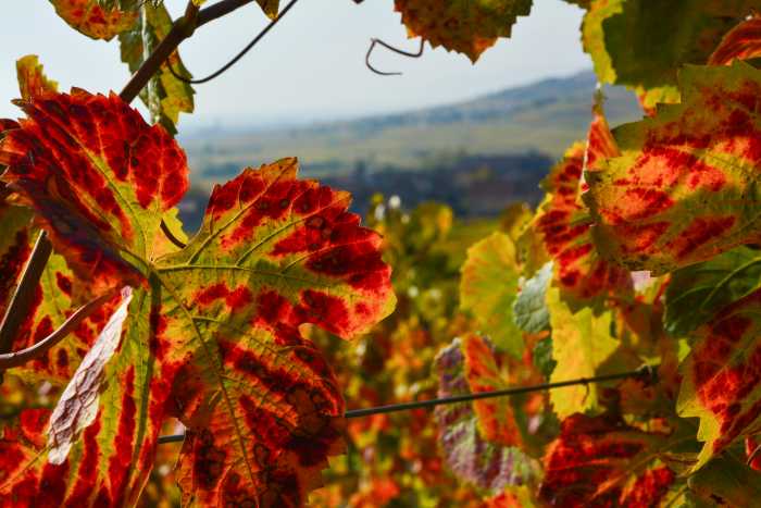 NOUVEAU la Raclette et Fondu Fromage